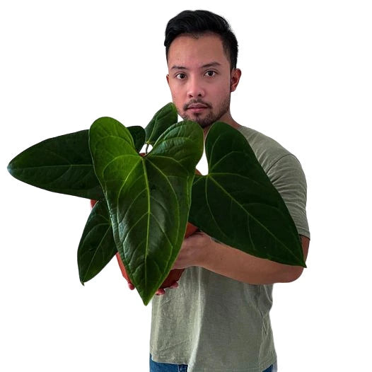 Anthurium Velvet Moira -Super Rare