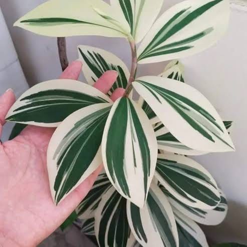 Variegated Spiral Ginger healthy live foliage plant – Foliages India