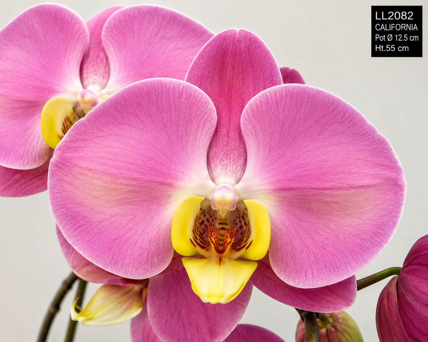 Phalaenopsis-5214