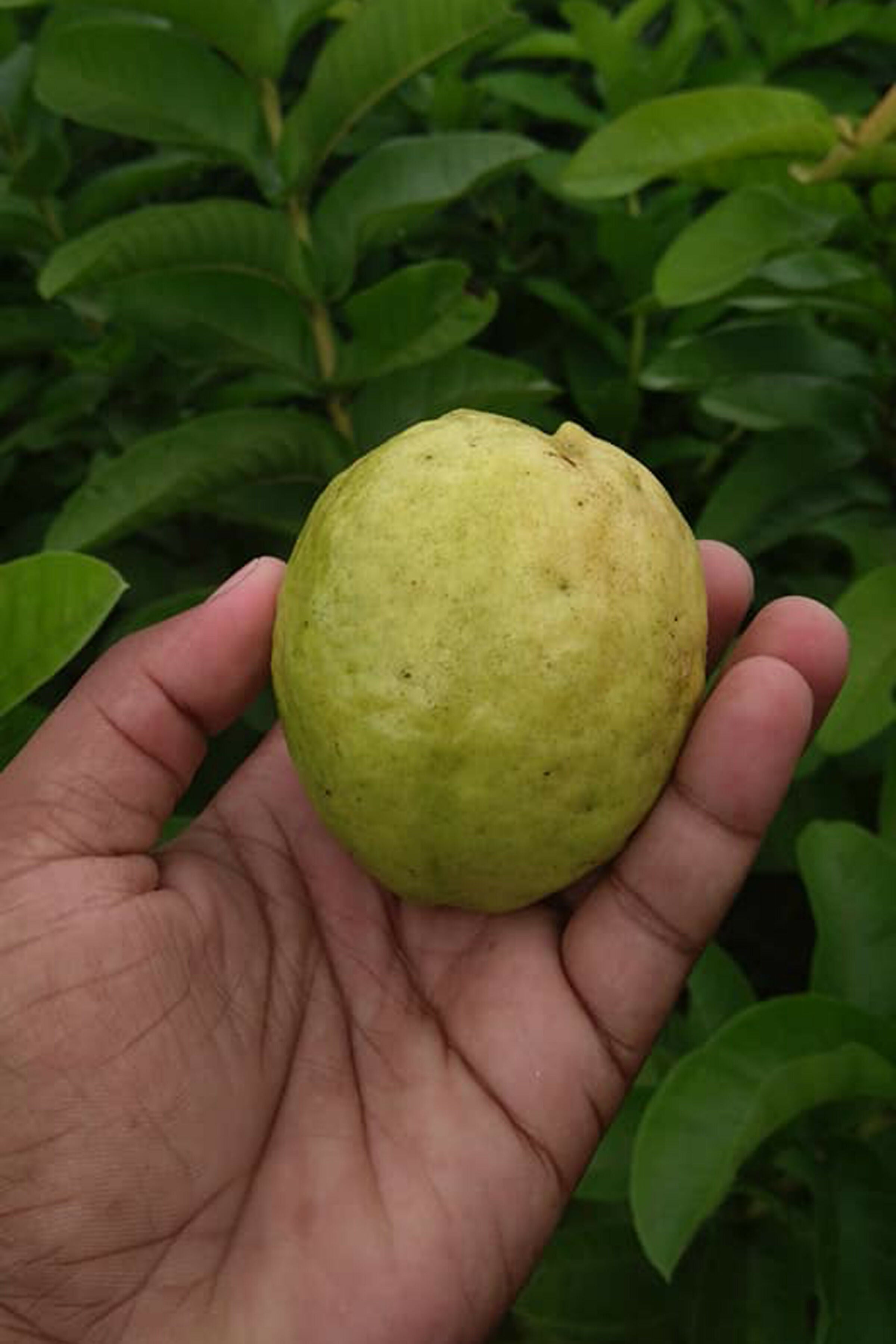 L 49 Guava Live Plant (Psidium Guajava)