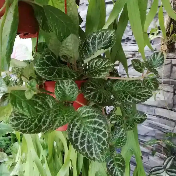 Episcia Moss Agathe Black