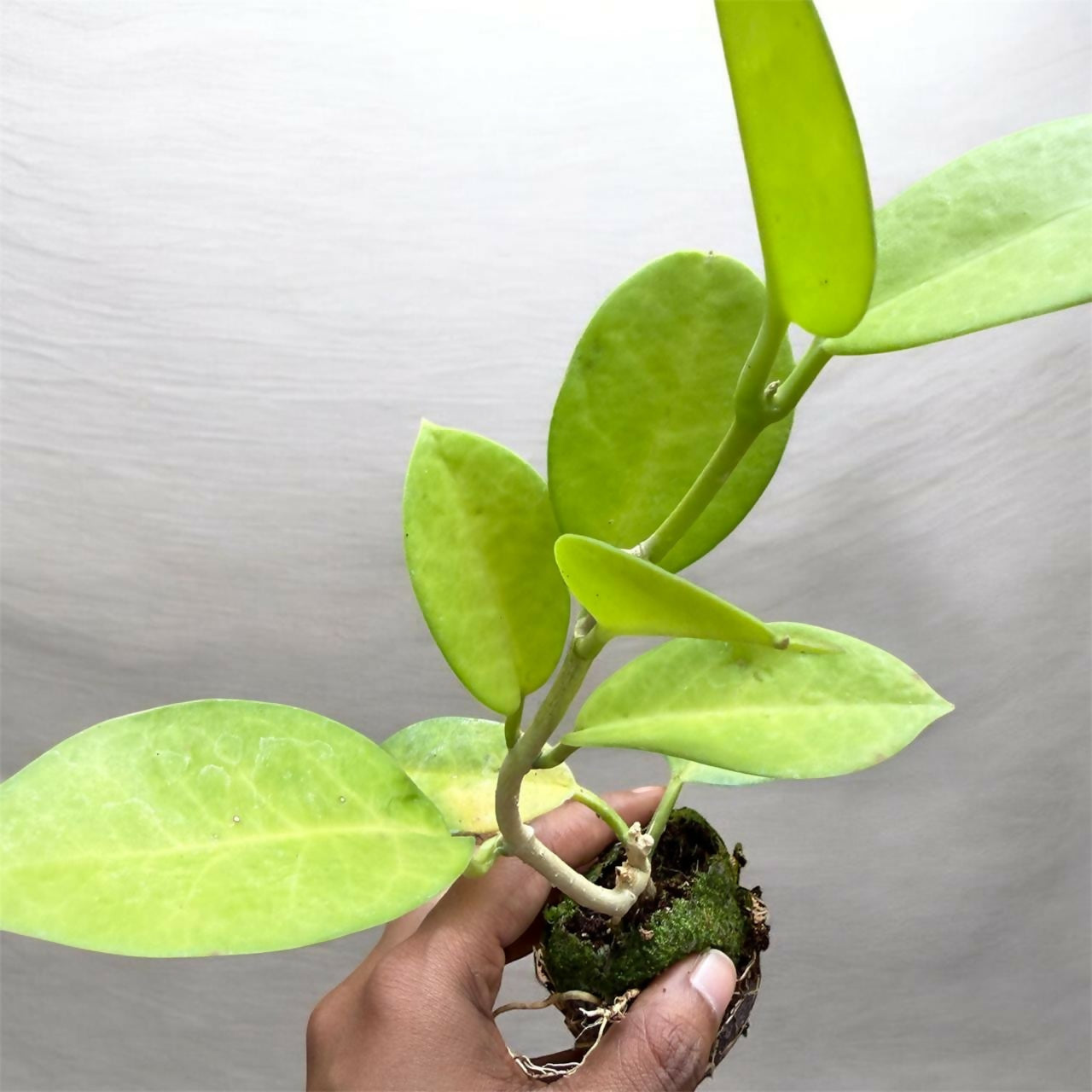 Hoya combo-5 plants-Jiffy sized