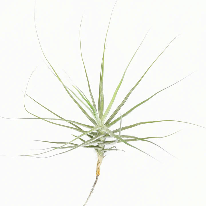 Tillandsia Schiedeana - Air Plant