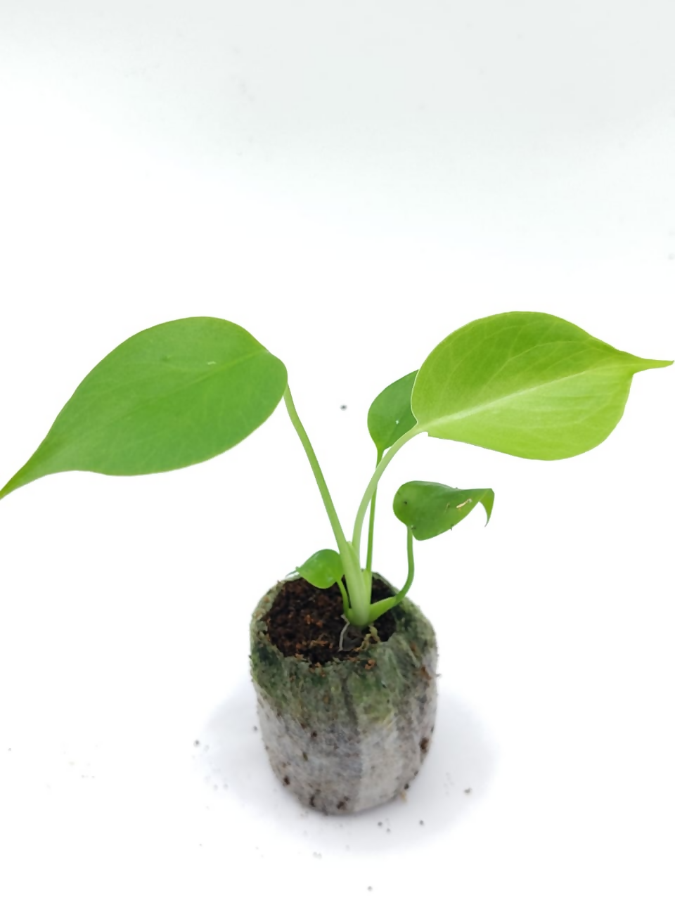 Monstera deliciosa