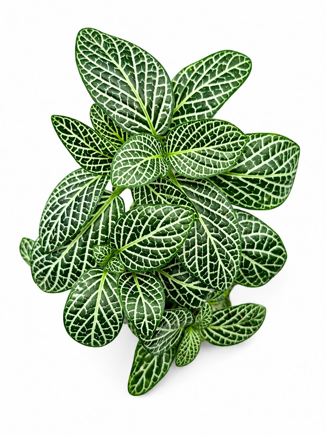 Fittonia green (Nerve Plant)
