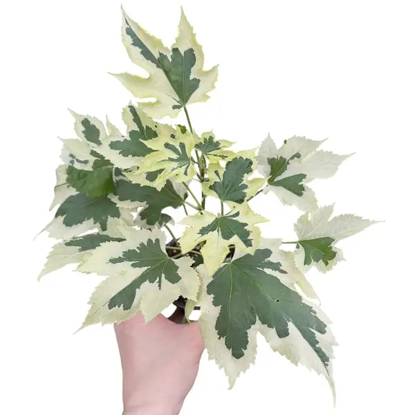 Variegated Abutilon 'Souvenir De Bonn'