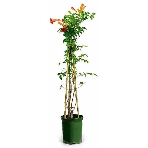 Campsis Radicans - Trumpet Vine plant