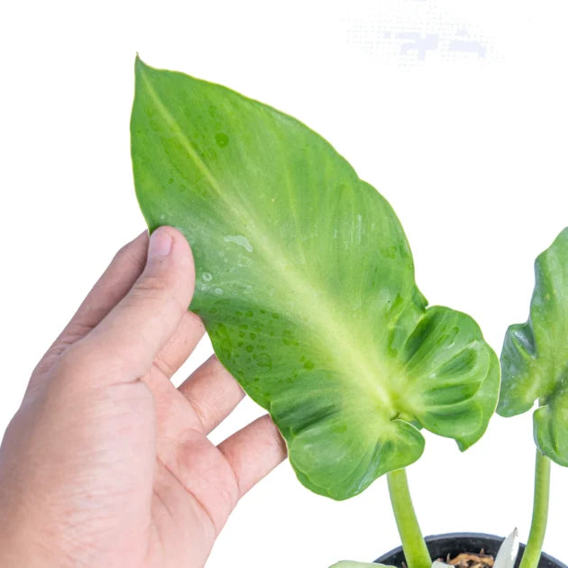 philodendron rugosum 'aberrant form'