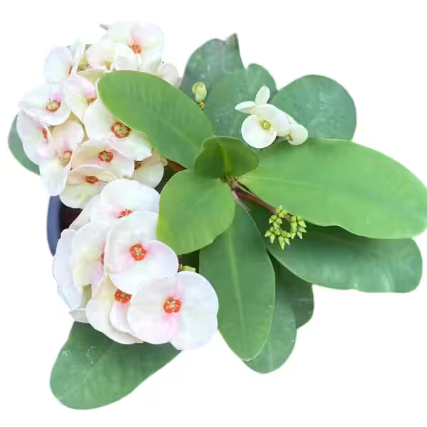 Euphorbia Milli- E1