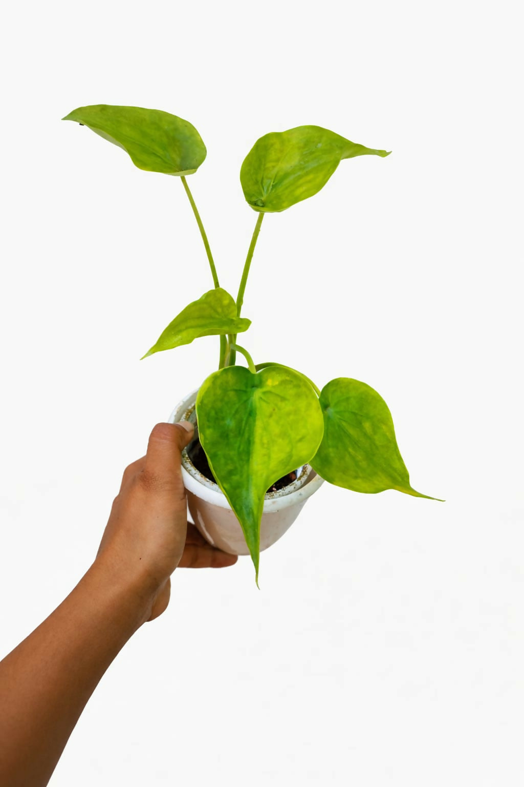 Alocasia Cucullata Golden