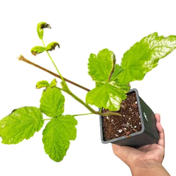 Raspberry Plant - Rare