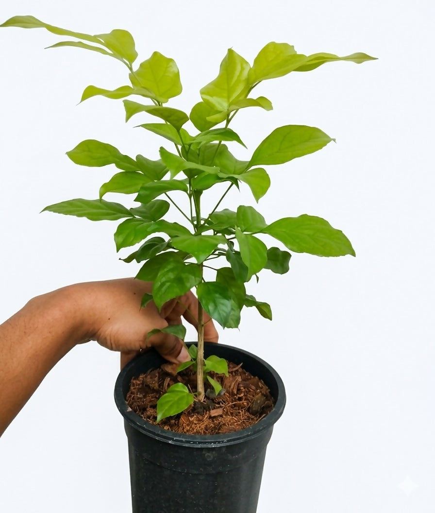 China Doll Gold |Radermachera gold house plant
