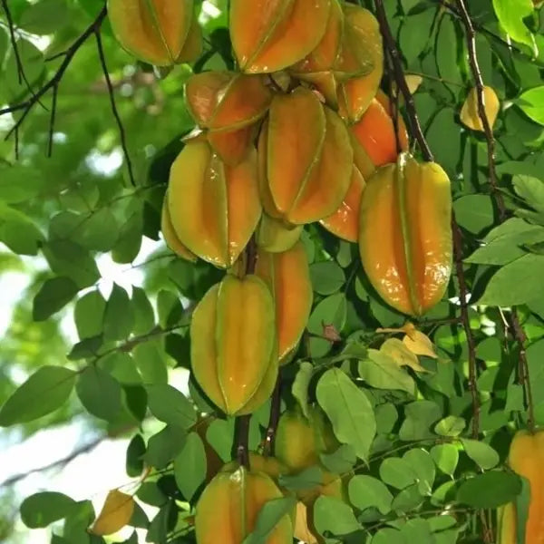 Star Fruit Plant