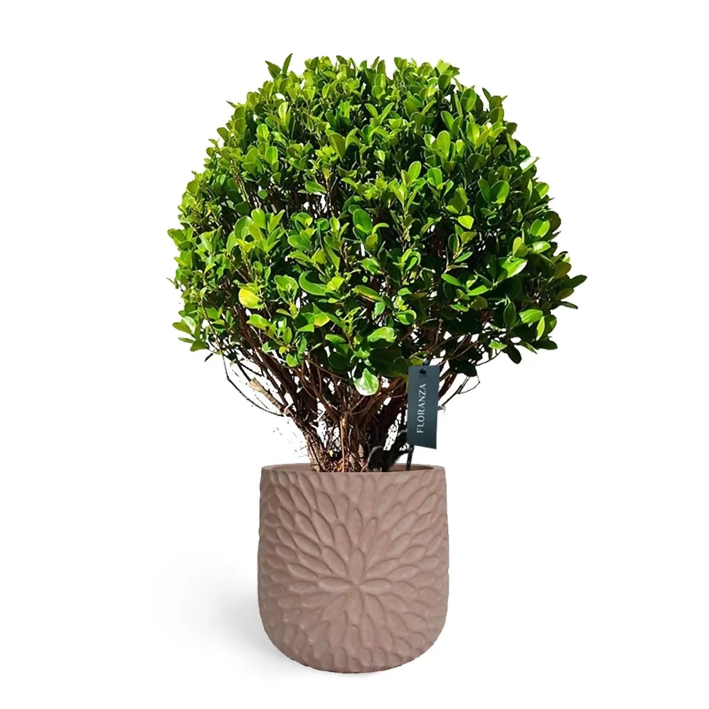Ficus microcarpa compacta