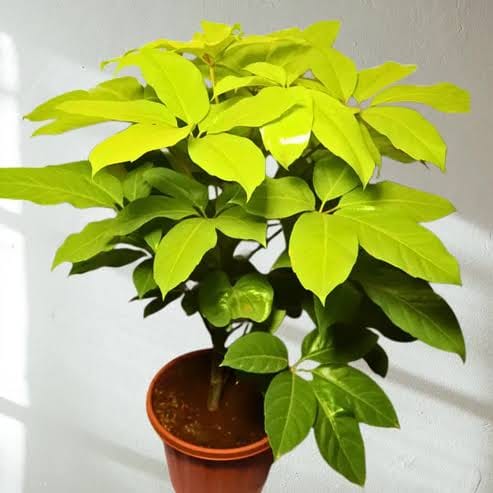 Brassia Gold healthy live foliage plant – Foliages India