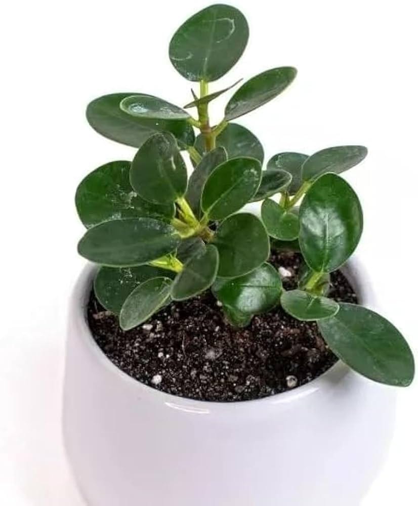 Ficus Microcarpa Compacta potted indoor plant – ships pan-India