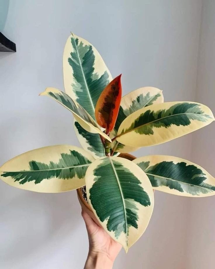 Ficus Tineke leaf details and texture – healthy indoor plant