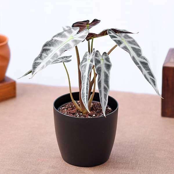 Alocasia Miniature | Alocasia Bambino