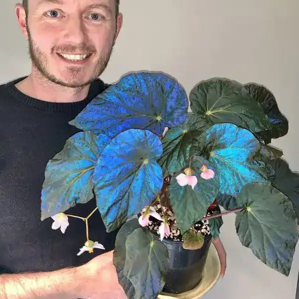 Begonia Pavonina - Super Rare