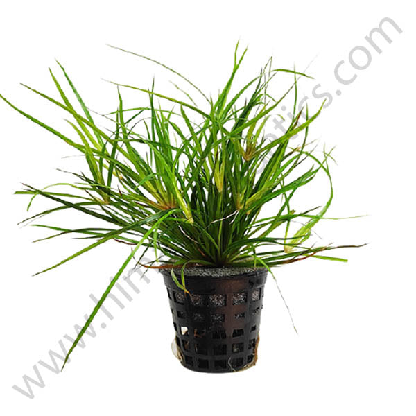 Juncus Repens (Pot)