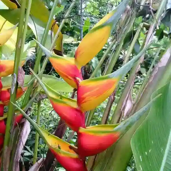 Heliconia Aurea Sunrise