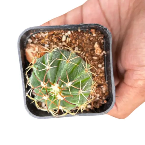 Discocactus cactus
