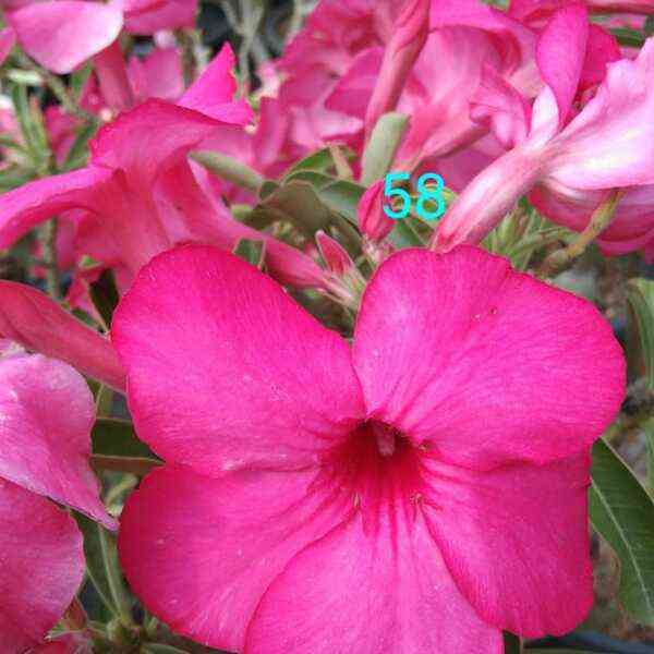 Adenium Plant-58