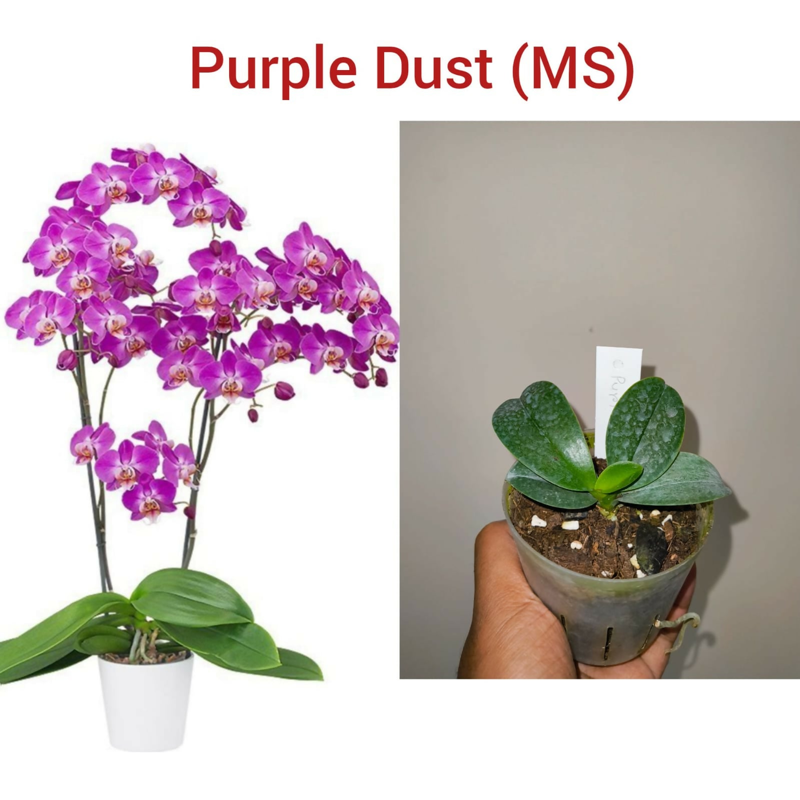 Phalenopsis orchid- Purple Dust (MS)