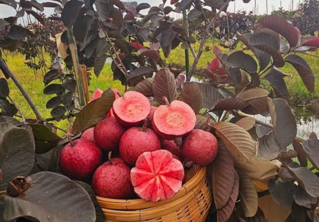 Black Diamond Guava Plant - Premium Fruit Tree - Keyfarm Wayanad