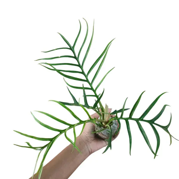 Philodendron Tortum - Live Plant