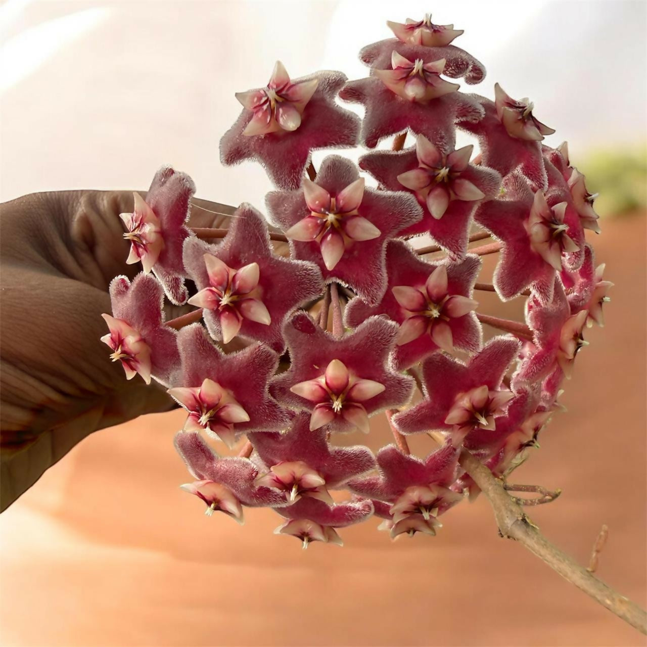 Hoya combo-5 plants-Jiffy sized