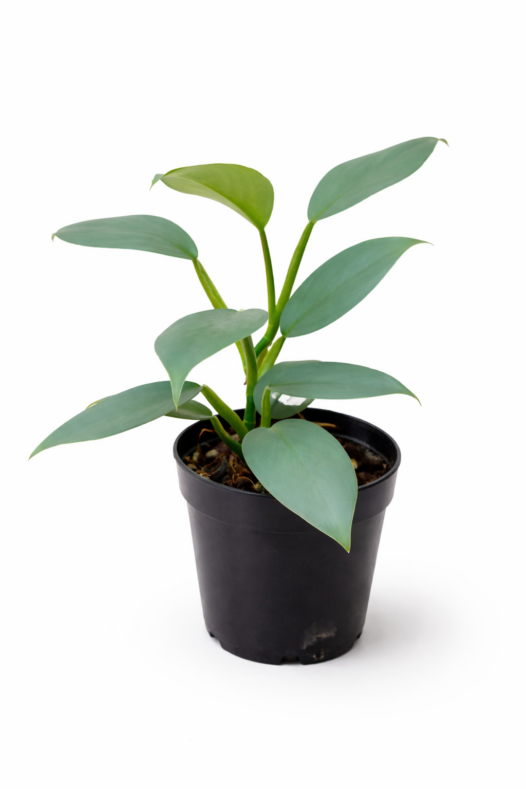Philodendron Silver Sword
