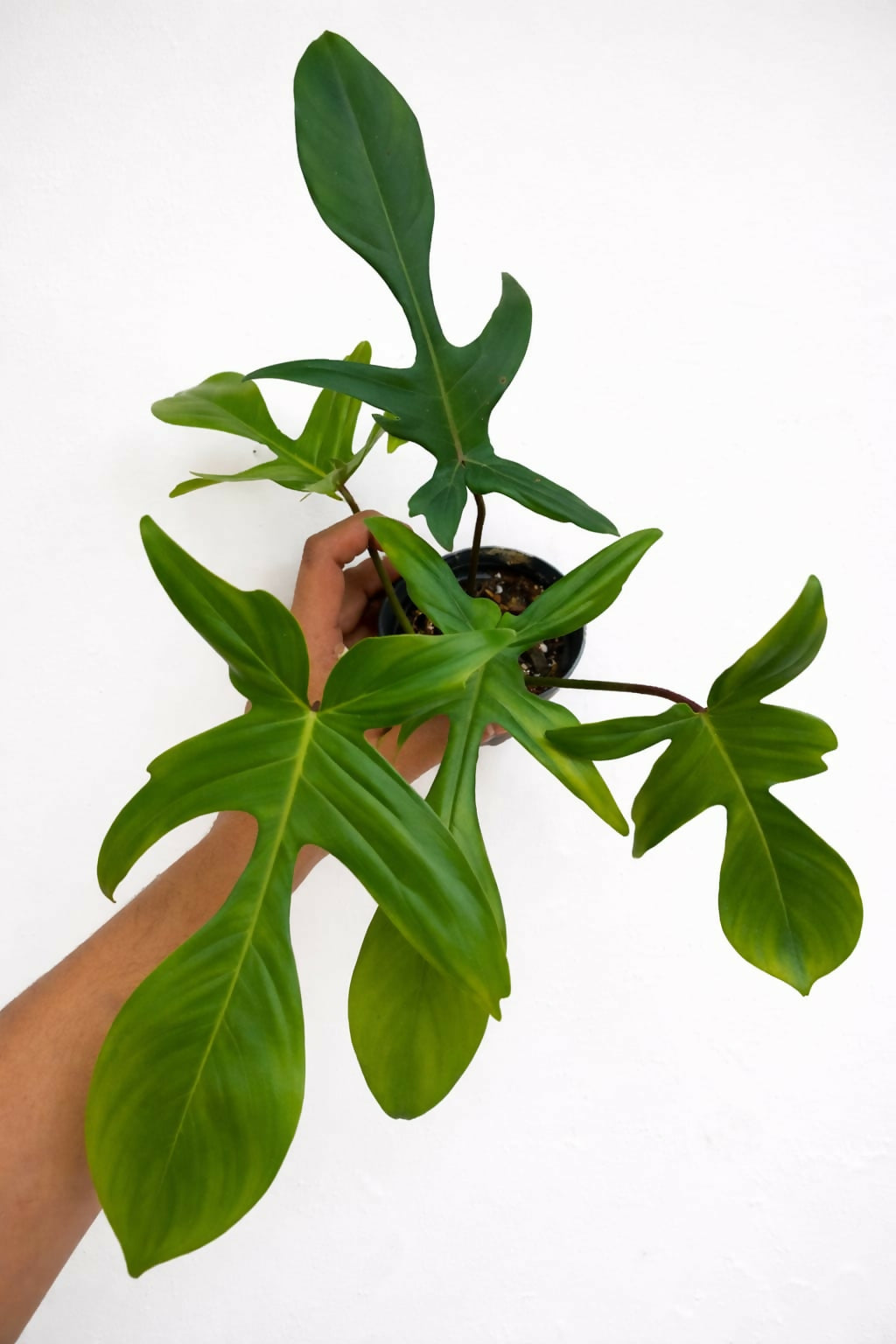 Philodendron Florida Ghost