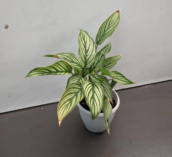 Calathea Vittata