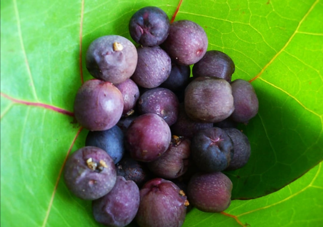 Sea Grape Live Plant (Coccoloba uvifera)