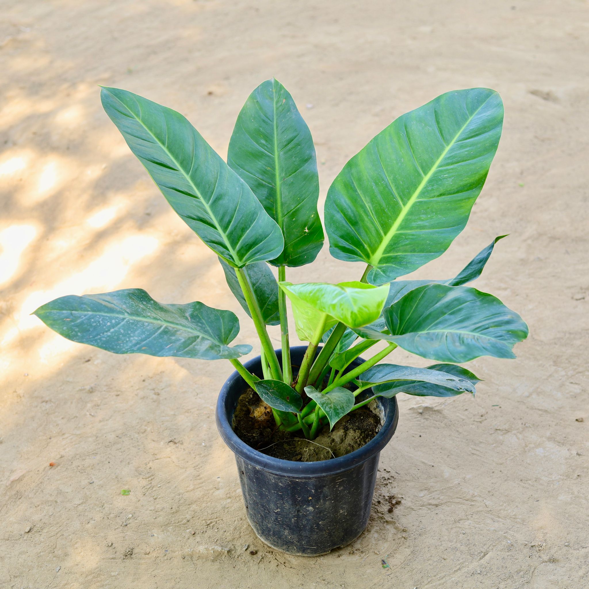 Philodendron Imperial green