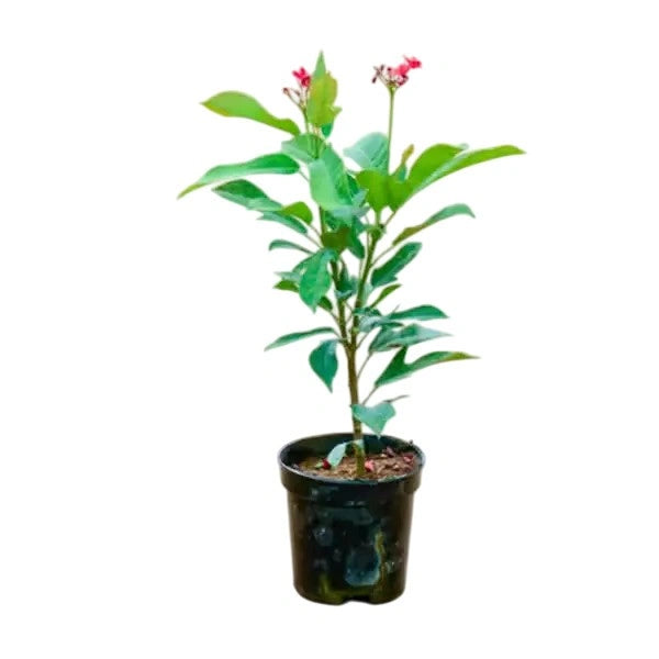 Jatropha Plant (Nettlespurges)