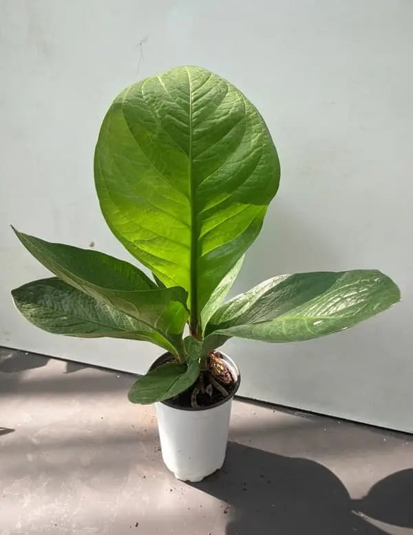 Anthurium Jenmanii