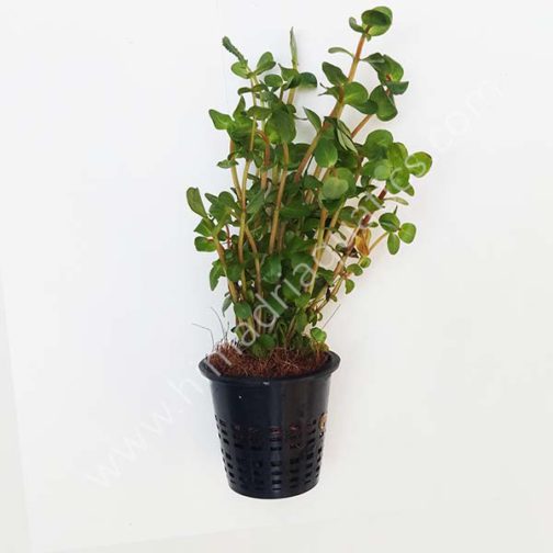 Rotala rotundifolia-green (large pot)