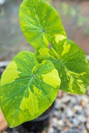 Colocasia esculenta 'Lemon-Lime Gecko'