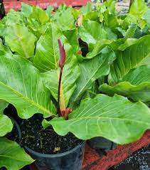 Anthurium Hookeri 'Pink Ruffles' (Birds Nest Anthurium)