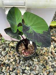 Colocasia midnight