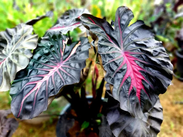Colocasia inferno falls