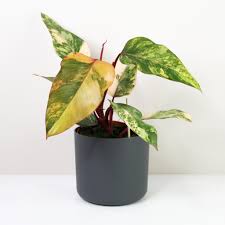 Philodendron Strawberry Shake