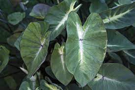Colocasia esculenta 'Tropical Storm'