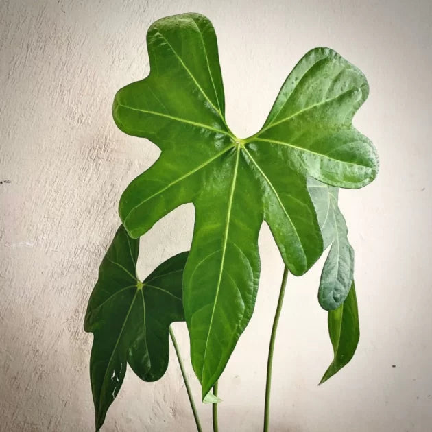 Anthurium Macrolobium