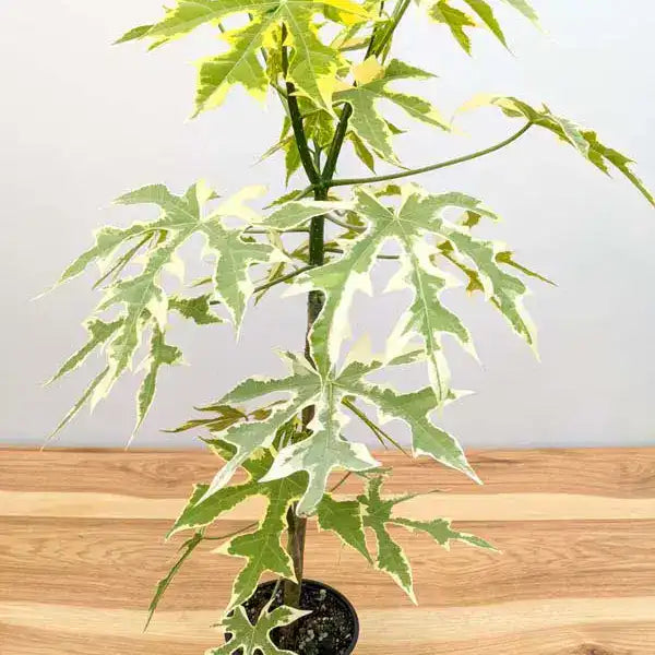 Variegated Maya Spinach Tree - Rare