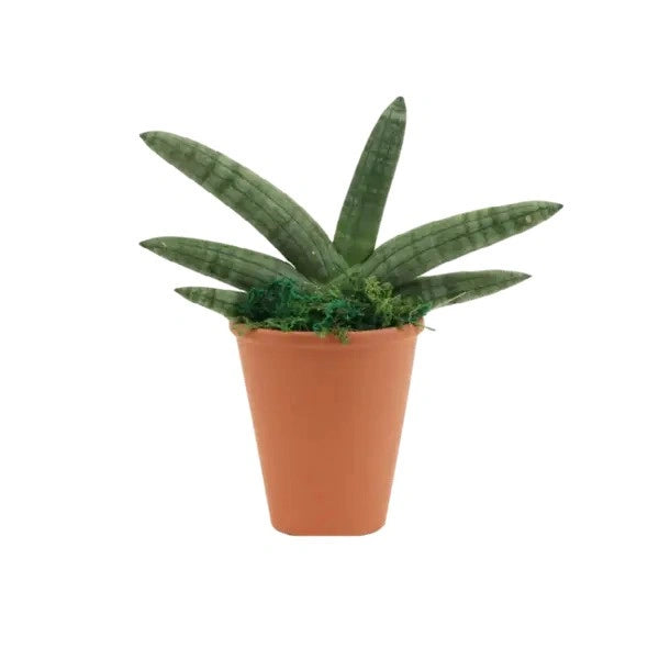 Sansevieria Cylindrica Boncel | Sansevieria Boncel Starfish - SMALL