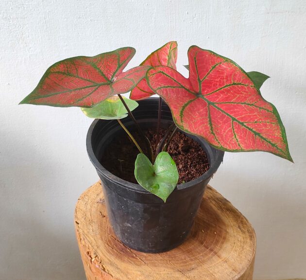 Bleeding heart caladium