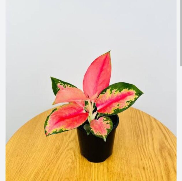 Aglaonema China pink